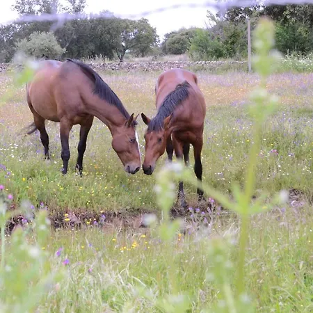 Holiday home Jarales Numero Registro Tr-cc-00365 Casar De Caceres